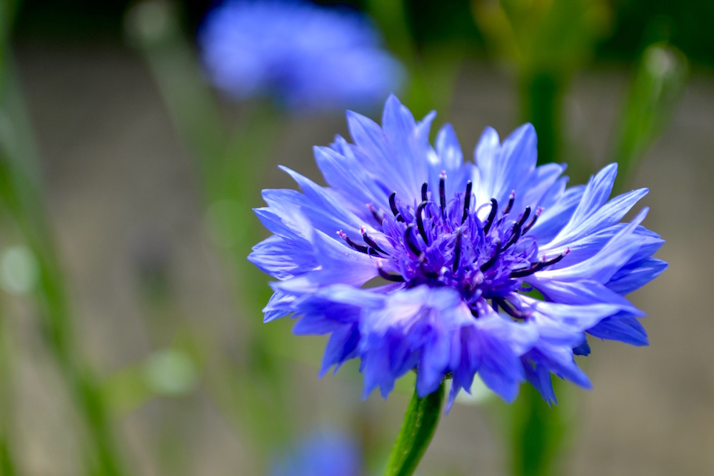 Guide to companion planting Little Green Space