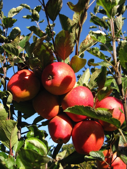 Growing apple trees, heritage apple trees Little Green Space
