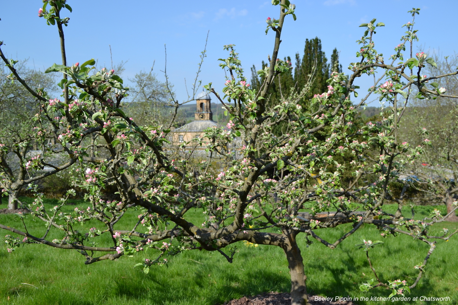 Choosing apple trees | Little Green Space