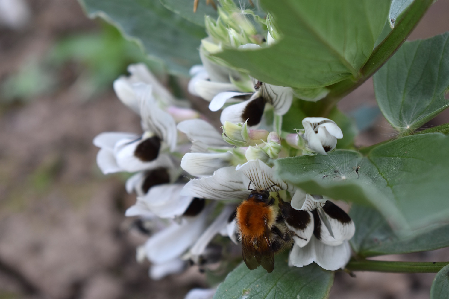 Grow food for pollinators | Little Green Space