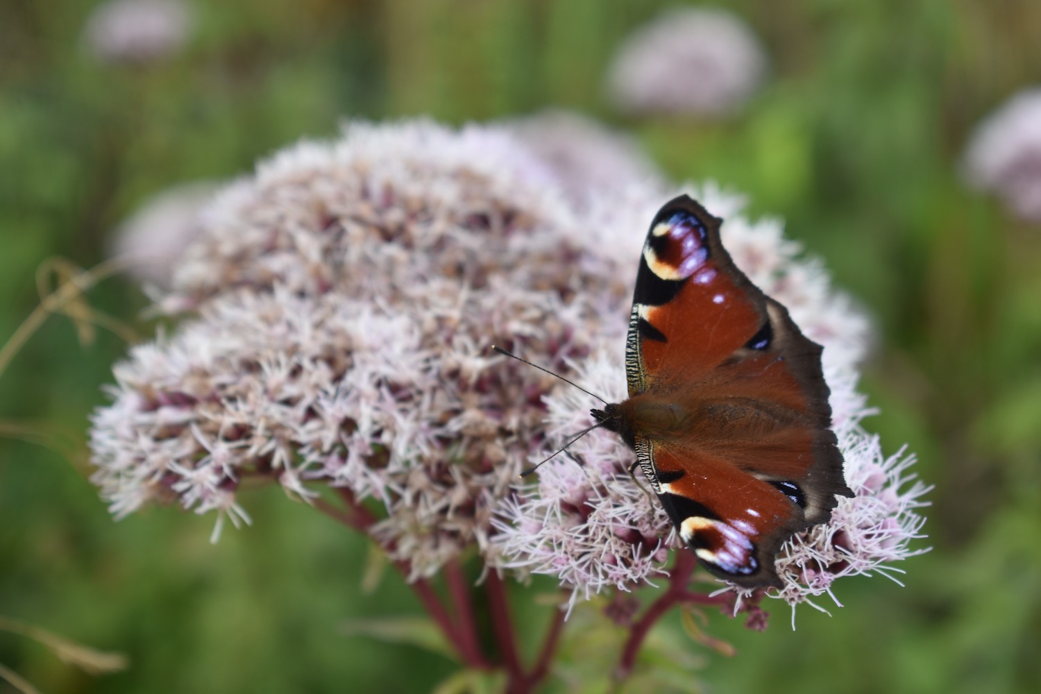 What to look out for in early spring | Little Green Space
