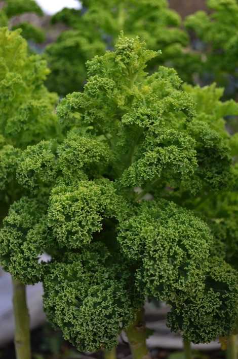 kale