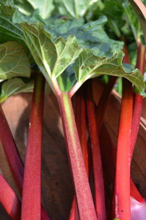 rhubarb