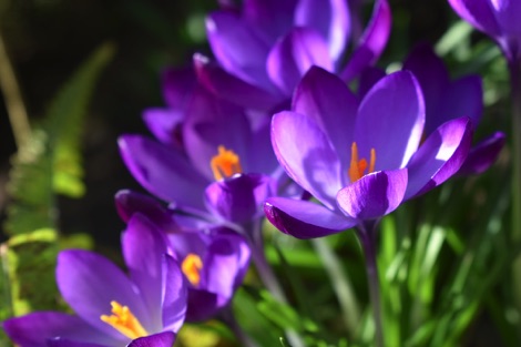 Crocuses