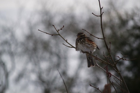 Redwing