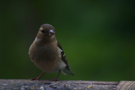 Chaffinch