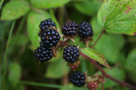 Blackberries