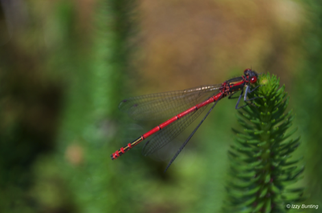 Damselfly