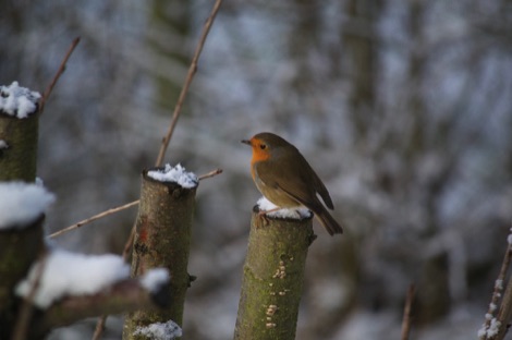 Robin in snow