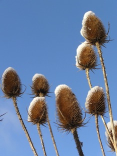 teasles