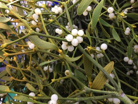 mistletoe