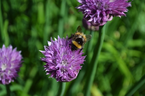 Bumblebee on allium
