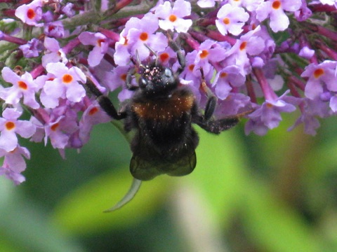 Bumblebee on buddleia