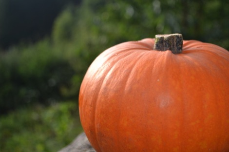 Pumpkin