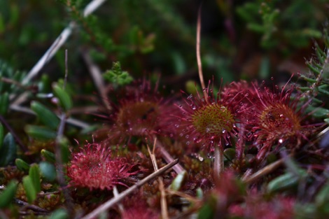 Sundew