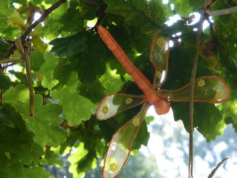 Oak tree leaves