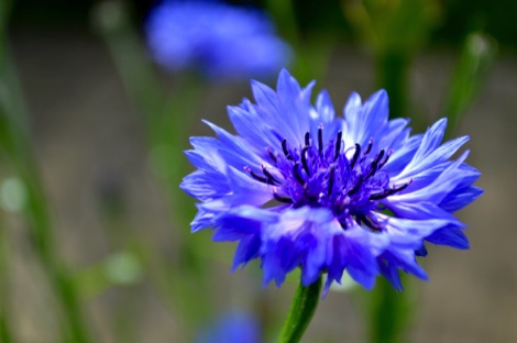 Cornflower