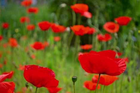 Poppy flowers