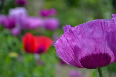 Purple and red poppies