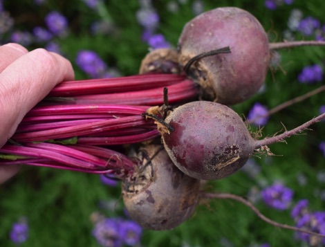 Beetroot