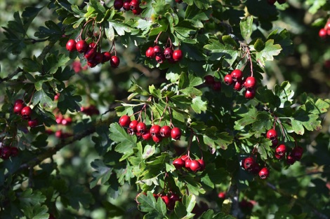 Hawthorn