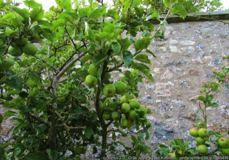 Crab apples