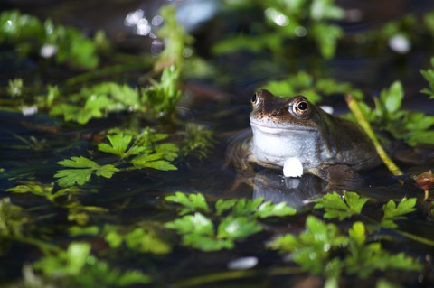 Frog in pond with pond plants