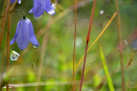 Harebell