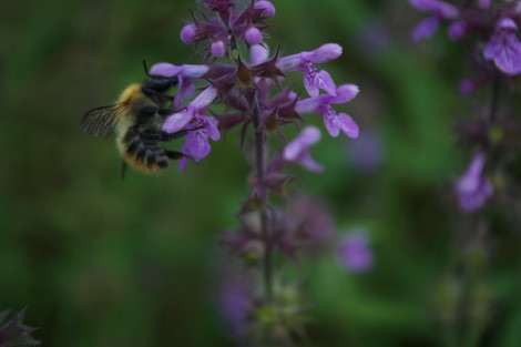 Bumblebee