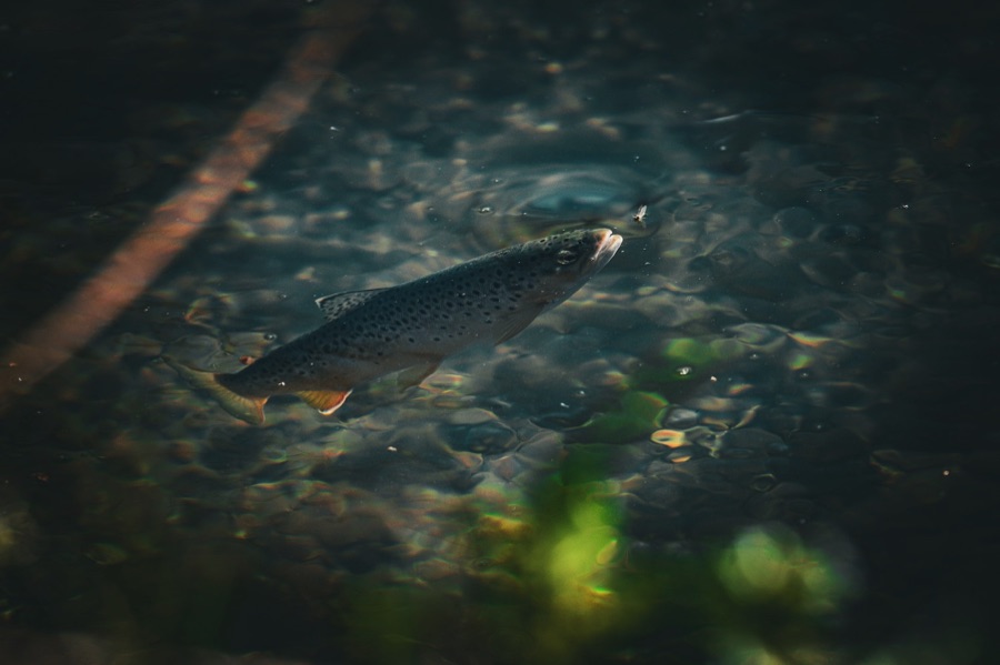 Brown Trout