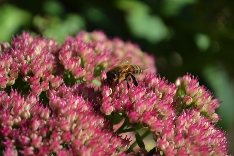 Bee on a sedum