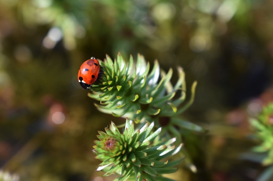 Ladybird on a green plant