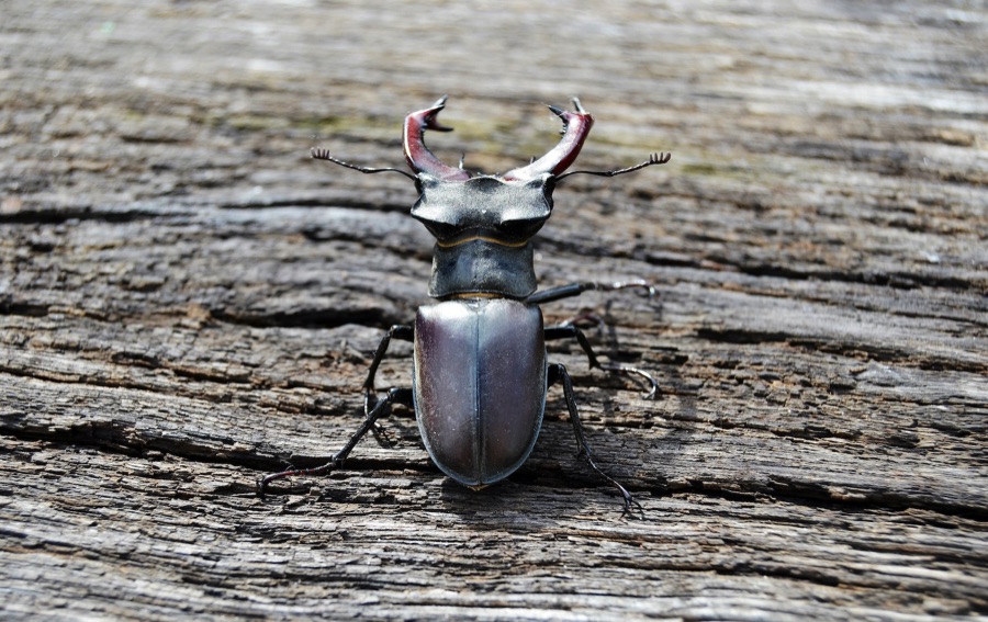 Male stag beetle