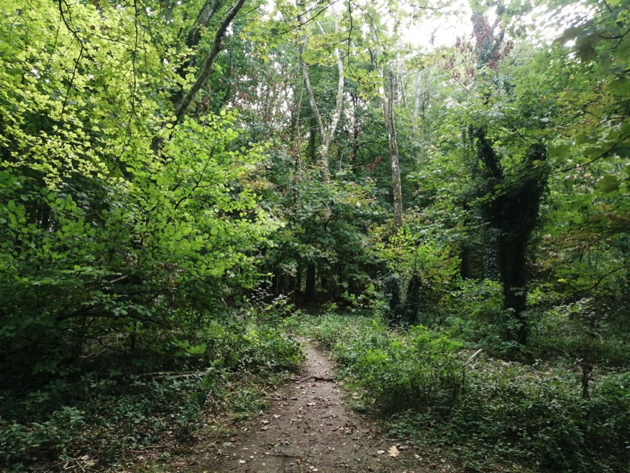 Path through a forest