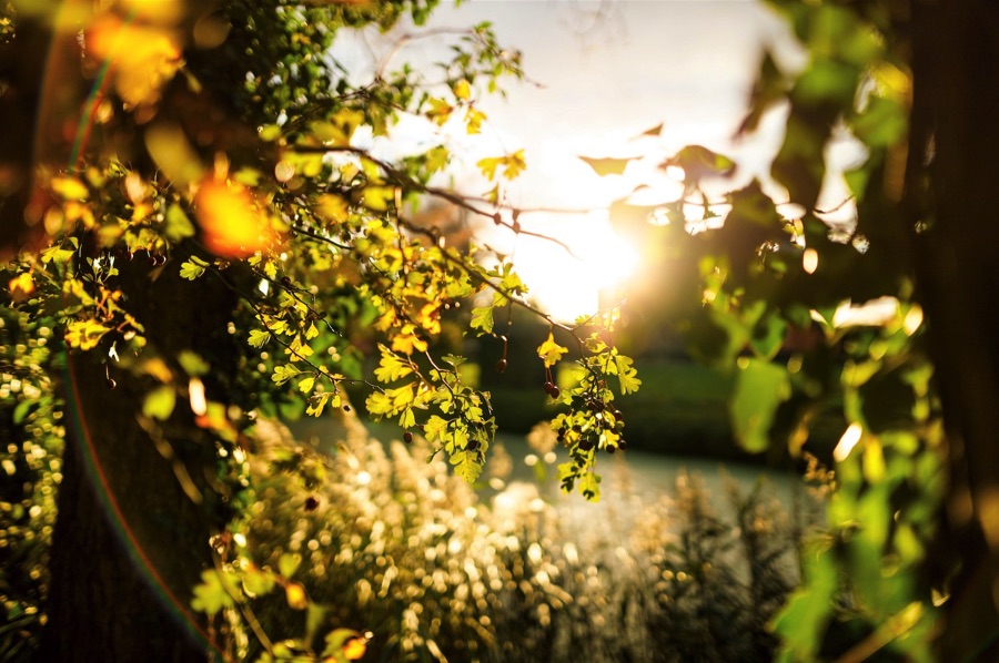 Hawthorn in sunlight