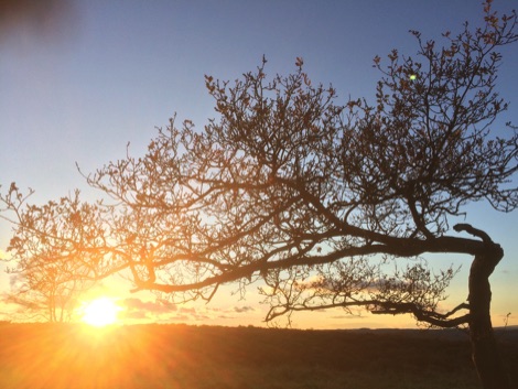 Sunrise behind a tree