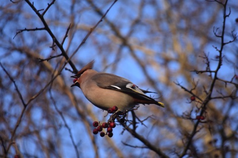 Waxwing eating a hawthorn berry