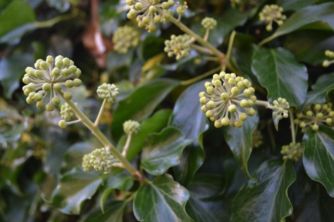 Ivy flower buds