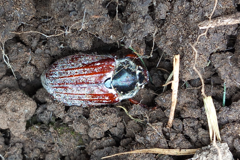 Cockchafer