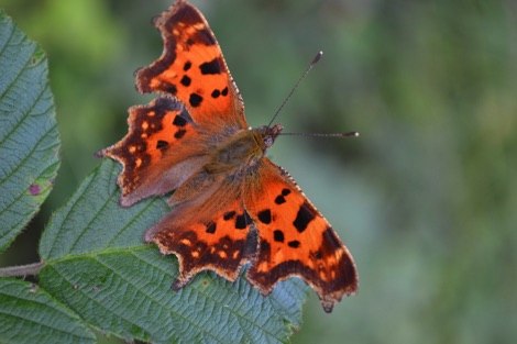Comma on bramble leaf