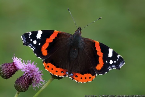 Red admiral butterfly