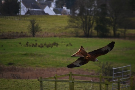 Red kite in flight over green fields