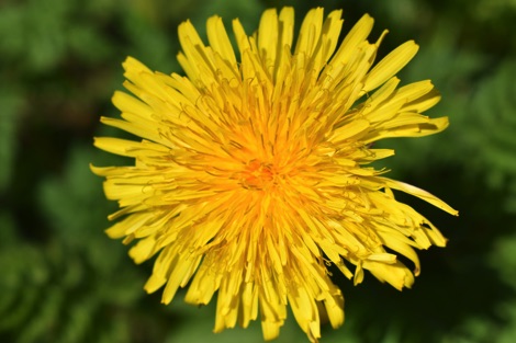 Yellow dandelion flower