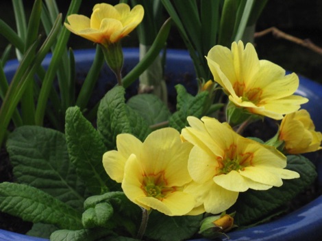 Primroses in a blue pot