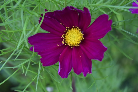 Cosmos