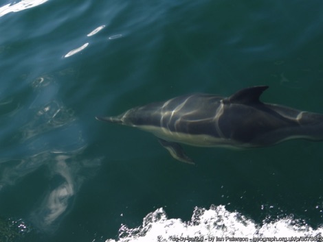 Dolphin swimming underwater
