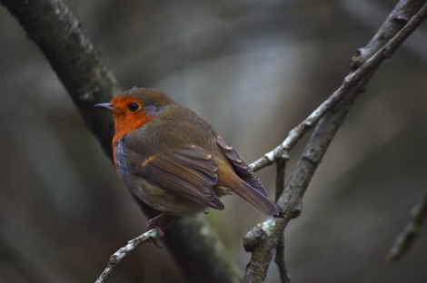 Robin perched on a branch