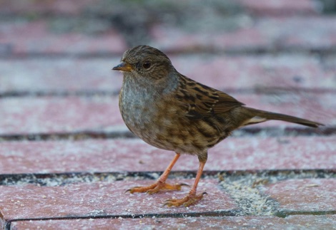 Dunnock standing on decking