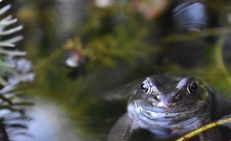 Frog in a pond