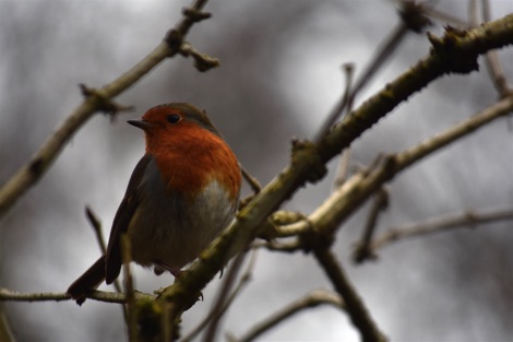 Robin